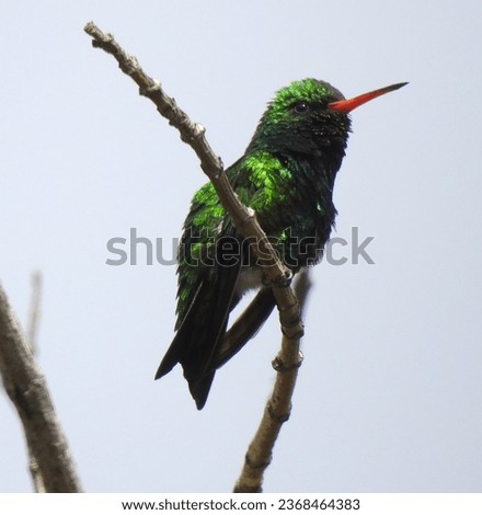 Photos of Green Hummingbird Chlorostilbon lucidus