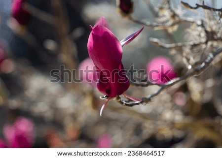 Beautiful image of a flower with a very nice blurred background
