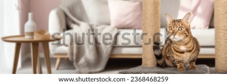 Bengal cat resting on cat furniture. Cat and scratching post in the background of the room. Copy space. Royalty-Free Stock Photo #2368468259