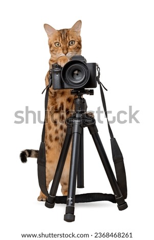 Bengal cat with a SLR camera on a white background. Cat photographer isolated.