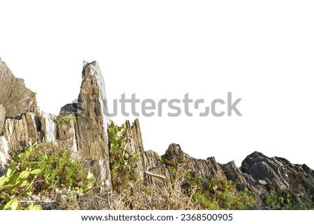 Plants, rocks and stones at the seaside. Isolated on white background
