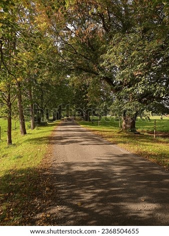 An autumn picture of a dirt road lined with linden trees. 