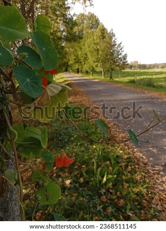 An autumn picture of a dirt road lined with linden trees. There's a blooming nasturtium in the foreground of the picture.