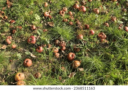 Apples as fallen fruit in a meadow