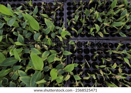 Plants are growing from seeds in trays. in the greenhouse seedling nursery. Vegetable farm soil vegetable garden, eco friendly gardening nature