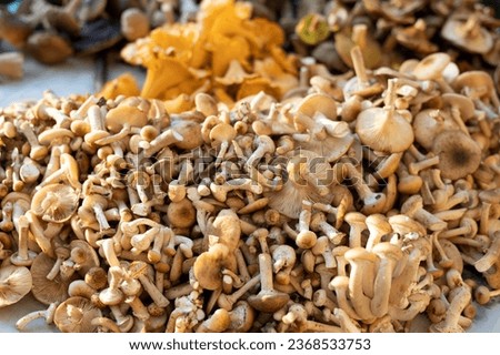 Mushrooms collected in the forest: honey agaric, chanterelle and others. Concept of harvest autumn.