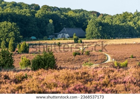 Pathway between blooming heather fields leading to a traditional sheepfold. Royalty-Free Stock Photo #2368537173