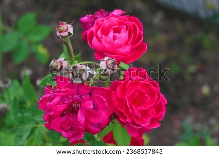 Garden roses, Mr. Lincoln, Red Roses