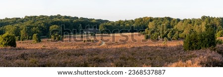 Panorama of blooming heather fields and a pathway leading to a sheepfold in the Lüneburger Heide Nature Reserve. Royalty-Free Stock Photo #2368537887
