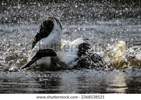 A beautiful animal portrait of an Ancona Duck on a lake, flapping their wings and splashing water as they swim.
