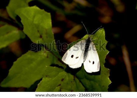 A beautiful white butterfly that has landed on a contrasting green leaf during the summer months
