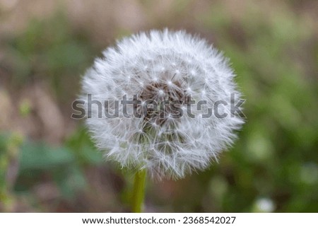 A white fluffy dandelion is pictured in a macro shot with the grassy background in bokeh.