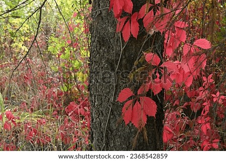 red leaves wrap around trees in an autumn park