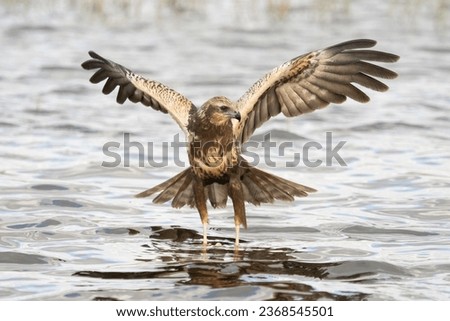 Western Marsh Harrier perched on water