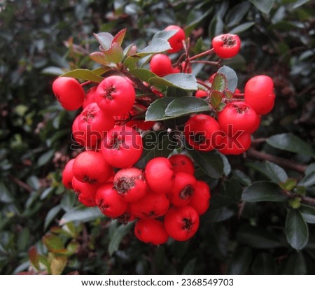 In this photo you can see red Firethorn berries Royalty-Free Stock Photo #2368549703
