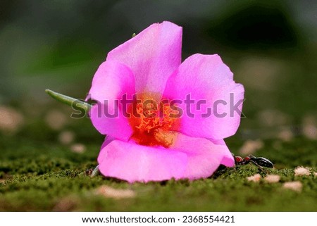 Moss Rose Flower, Portulaca Moss Rose, Portulaca grandiflora Flowers, Colorful flowers