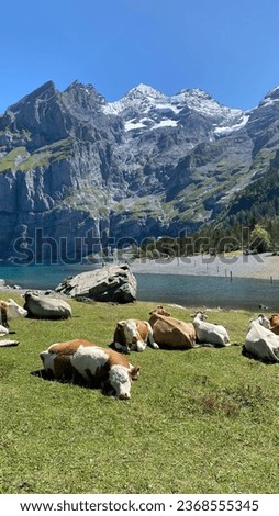 cows on a pasture in the Alps against the backdrop of a river in Switzerland