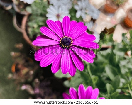 A purple flower, possibly Osteospermum Eclonis. Royalty-Free Stock Photo #2368556761