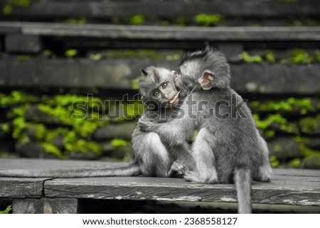 take a picture two monkeys hug
