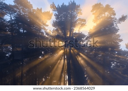 Winter sun setting through the trees at Cannock Chase, England, Staffordshire casting beautiful sun rays and silhouetting the forest.