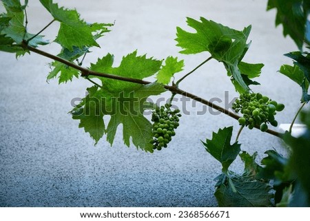 bunches of grapes on vine branch