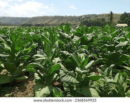 Nicotiana Tabacum or Cultivated Tobacco Plants in the Garden During A Hot Day