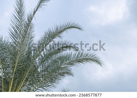 Kurma tree and leaf Phoenix dactylifera Date palms with blue sky background. The photo is suitable to use for botanical content media and nature photo background. Royalty-Free Stock Photo #2368577877