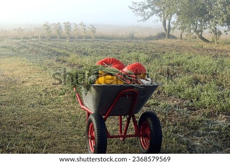    Autumn harvest: harvested crops on a wheelbarrow against the backdrop of a foggy morning, close-up                            