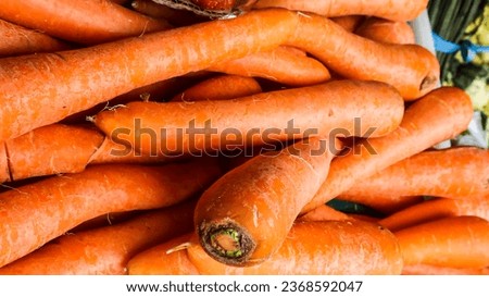 Daucus carota,including a type of annual tuber vegetable plant, in the form of a bush that grows upright, Malang, september 30, 2023