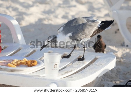 Eating seagull stealing food from a table Royalty-Free Stock Photo #2368598119