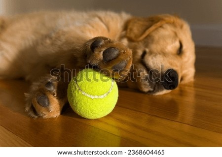 12 week old Golden Retriever puppy asleep with a tennis ball under his paw on a hardwood floor