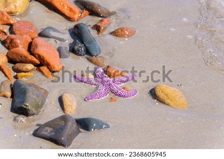 Starfish are a class of invertebrates such as echinoderms. Approximately 1,600 living species are known Royalty-Free Stock Photo #2368605945
