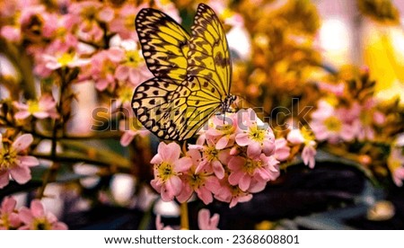This image is a photograph of a butterfly on a flower. The butterfly is pictured resting on top of a colorful blossom. It is an outdoor scene featuring a pollinator insect and a plant.