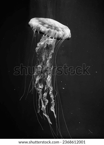 jellyfish art black sea nature Royalty-Free Stock Photo #2368612001