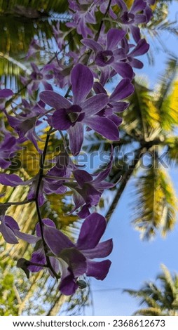 Light violet orchid flower with coconut tree and sky in the background. A picture taken from Kerala