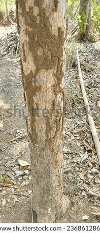 Rosewood trees are eaten by evil termites