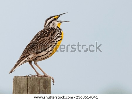 An Eastern Meadowlark (Sturnella magna) singing atop a fence post at Kissimmee Prairie Preserve, Florida, against a light background with space for text. They are native to North American grasslands.