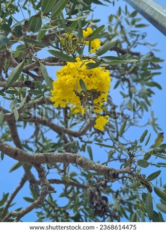 flower in tree with the blue sky