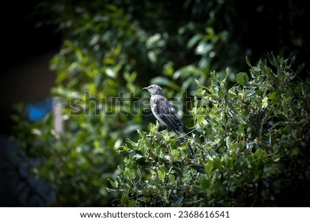 Northern Mockingbird perched in a tree