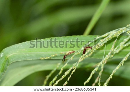 Two adult earwigs, forficula spp., nibbling on grass seeds. Earwigs are found throughout North America, usually in small, moist crevices. Despite their prominent pinchers, they are harmless to humans.
