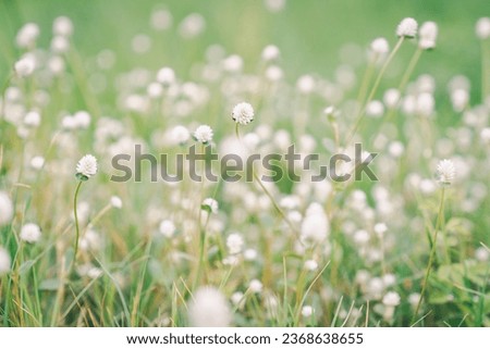 Close up green grass field and grass flowers with blur park background, Spring and summer, nature and urban environment concept.