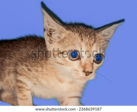 Cute cat night picture with blue background.