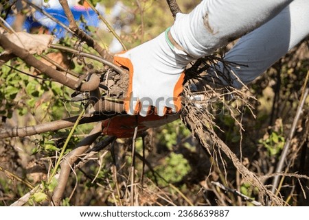 A volunteer removes invasive plant species during the Puha stream edge and Bellows beach cleanup near Marine Corps Training Area Bellows, Marine Corps Base Hawaii, Sept. 23, 2023. Royalty-Free Stock Photo #2368639887