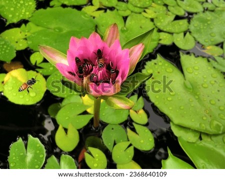 water lily, common name for some members of the Nymphaeaceae, a family of freshwater perennial herbs found in most parts of the world and often characterized by large shield-shaped leaves and showy