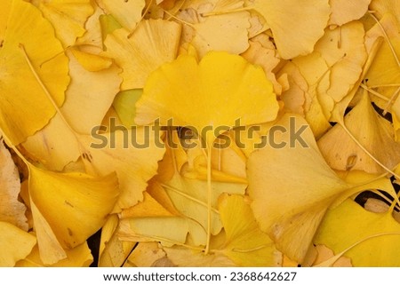 golden ginkgo  leaves on the ground