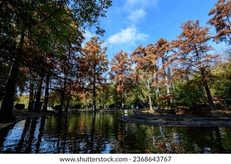 Landscape with many large green, yellow, orange and red old bald cypress trees near the lake in a sunny autumn day in Parcul Carol (Carol Park) in Bucharest, Romania