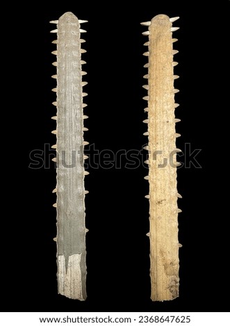 Sawfish tooth, length 97 centimeters, large, is a sacred object in the beliefs of Thai-Chinese sea people. The picture has the front and back for you to see.
