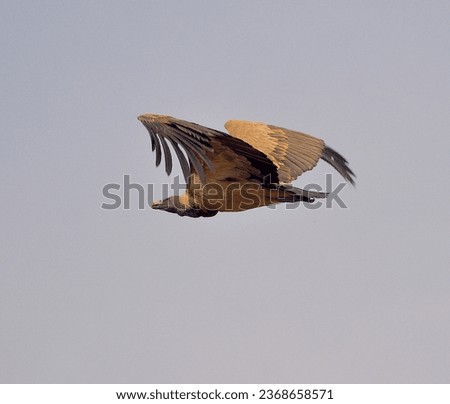 Egyptian vulture in Rajasthan India in Ranthambore Tiger Reserve                        