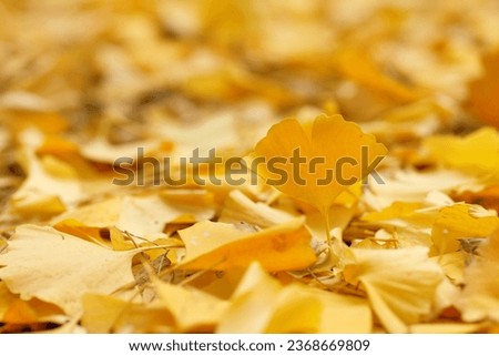 golden ginkgo  leaves on the ground