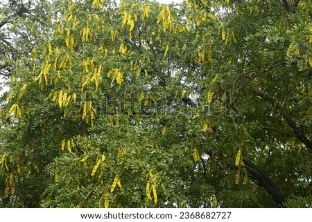 Lysiloma candidum pods, plant, greenery, beautiful, nature, tree,